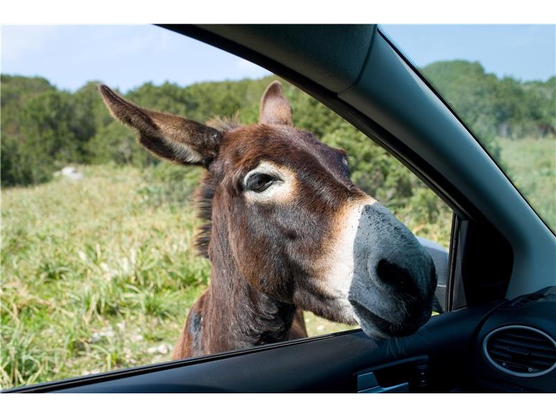 Pozdravljen osliček