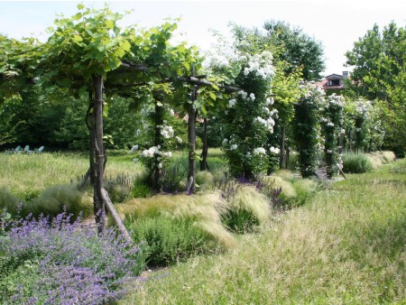 Tudi vinska trta dobro uspeva