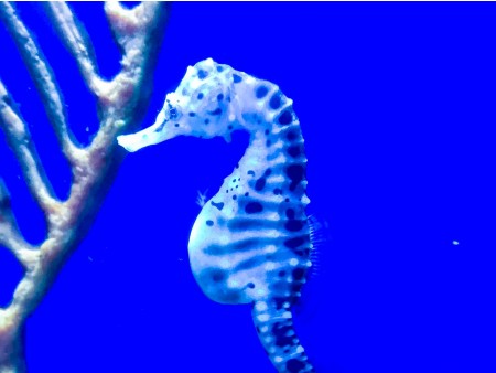 Počitnice Slovenija Izola - San Simon resort 3*