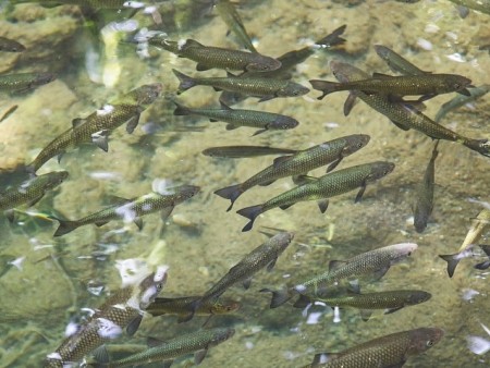 Počitnice Slovenija Dol. Toplice - hotel Kristal 4*