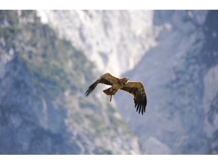 orelmountain_wildlife