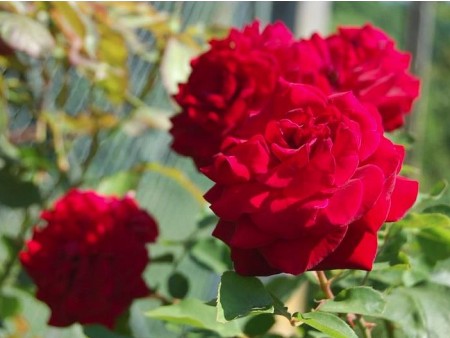 Slika vrtnice iz vrtnarije