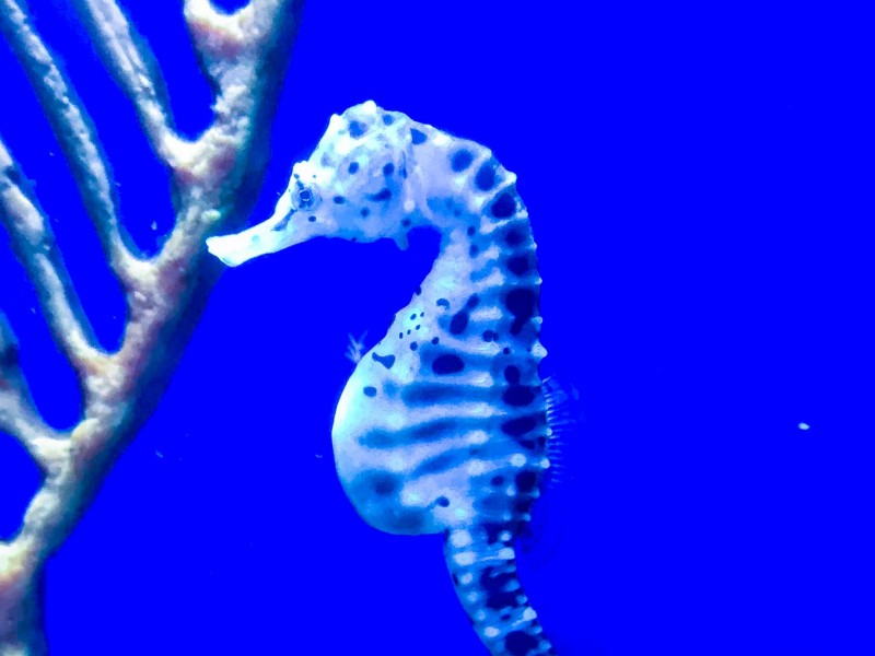 Počitnice Slovenija Izola - San Simon resort 3*