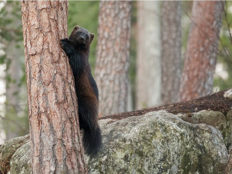 Rosomah je prikupna, a krvoločna zverina