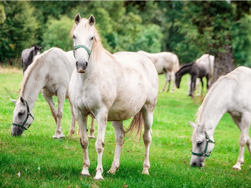 Grazing Lipica horses