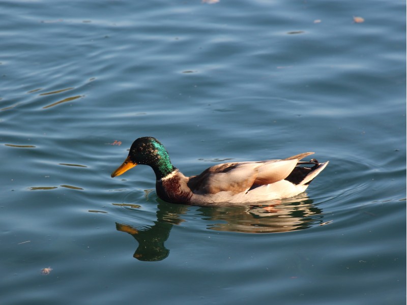 Bled lake inhabitant