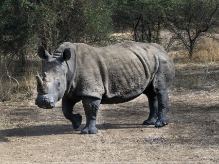 velikanska redkost nosorog od blizu