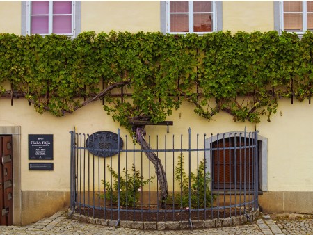 The oldest grape vine