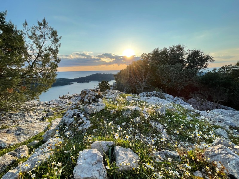 Mljet drobno rastlinje